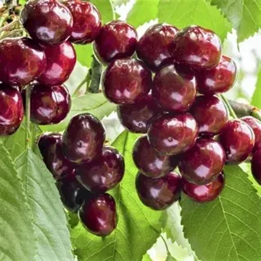 Вишня дюк Ночка С5 Закупка М69 июнь 2026