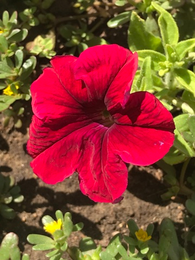 Музыкальный Знак Силы «Красный Путь»