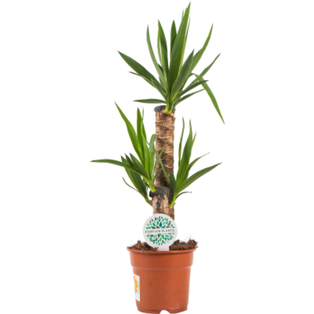 Юкка Orangery yucca 3pp 27/140