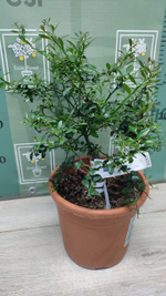 Микроцитрус "Blood Lime"