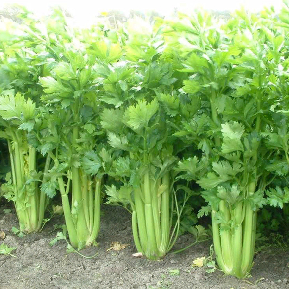 СИЕННА F1 семена сельдерея Enza Zaden цена – фото 2