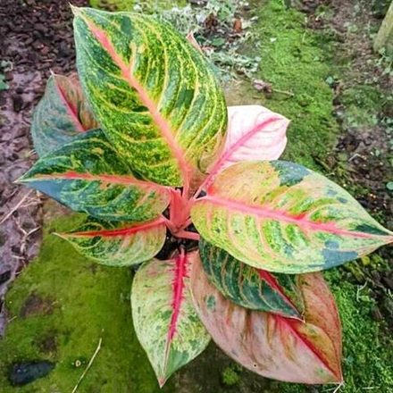 Аглаонема SEVEN COLOURS