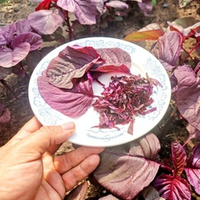 Инь Тсаи - 紅莧菜 Китайский Спаржевый Амарант