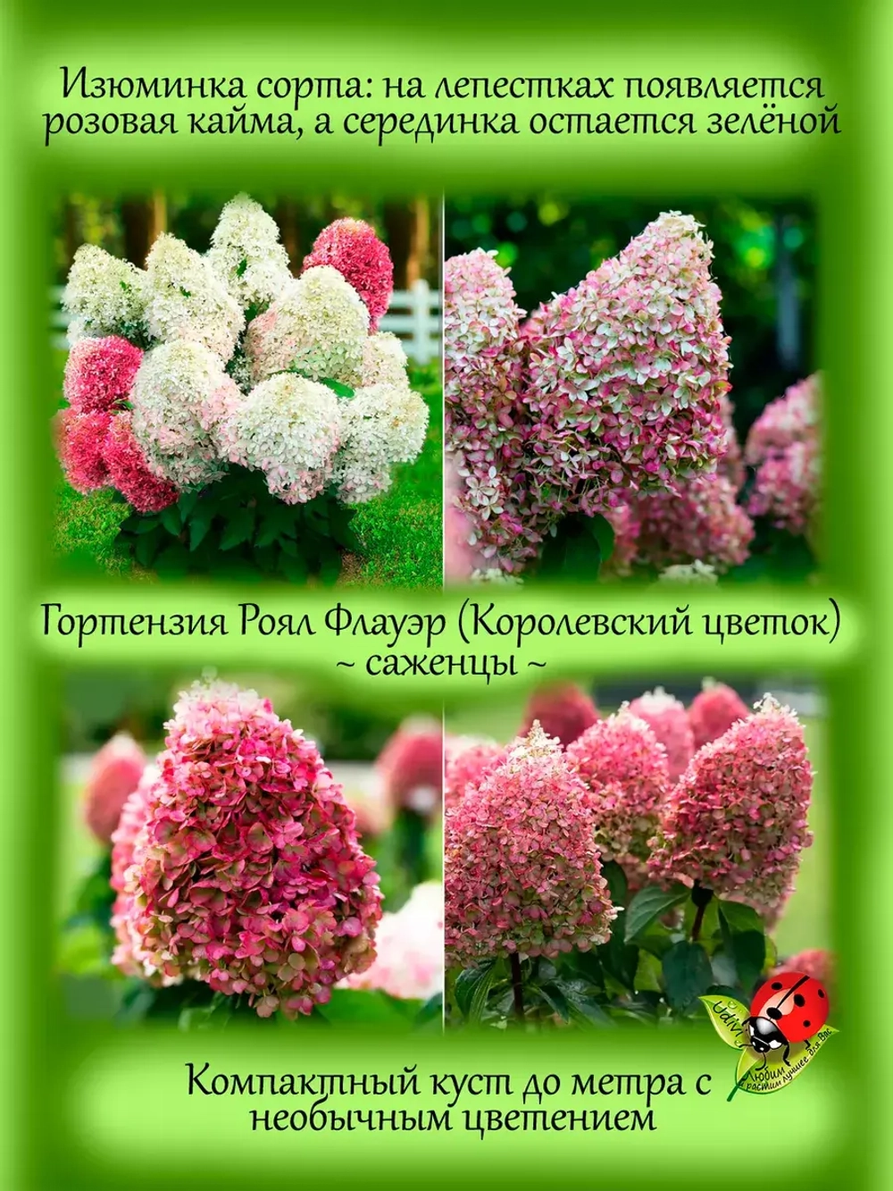 Гортензия Роял Флауэр метельчатая средняя
