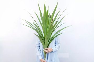 Высокий тропический куст 105см