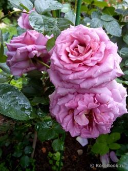 Мамитален (Mamiethalene)