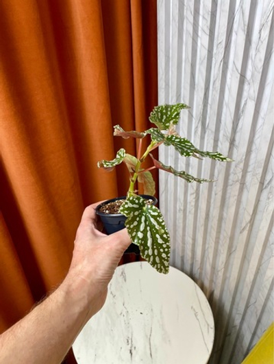 Бегония Макулата Спотл Грин, D9см Н20см, 1шт, Urban Jungle