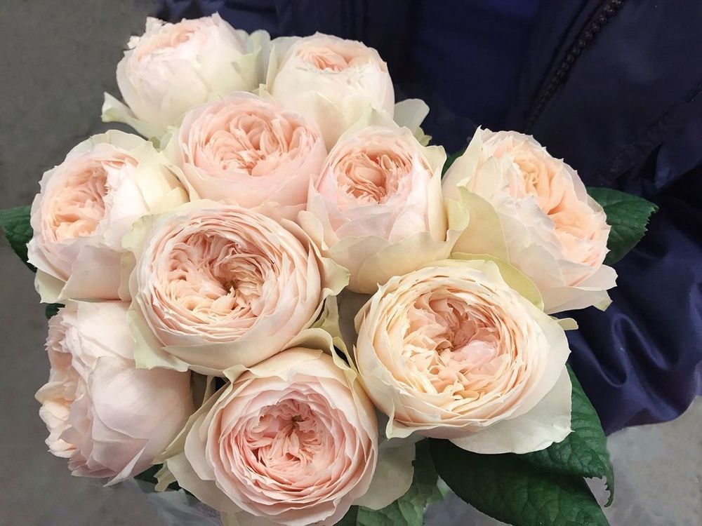 Эмма Вудхаус (Emma Woodhouse)