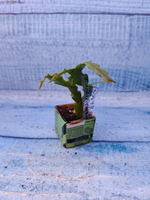 Schlumbergera cv. Thor Wild Cactus White (Шлюмбергера)