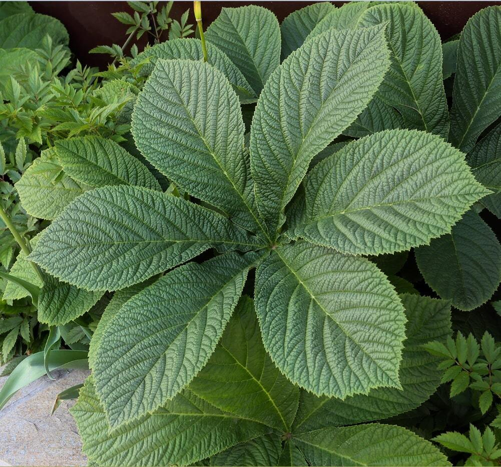 Роджерсия конскокаштанолистная. Rodgersia aesculifolia.
