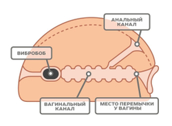 Реалистичный мастурбатор-вагина из киберкожи с вибрацией