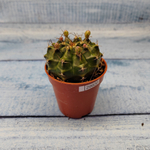 Gymnocalycium Friedrichii (Гимнокалициум)