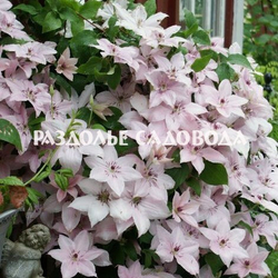 Клематис крупноцветковый Пинк Фэнтази