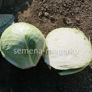 Капуста белокочанная F1 Зенон 2500 (семян)