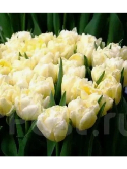 Тюльпаны Avant Garde 4 шт, набор луковиц