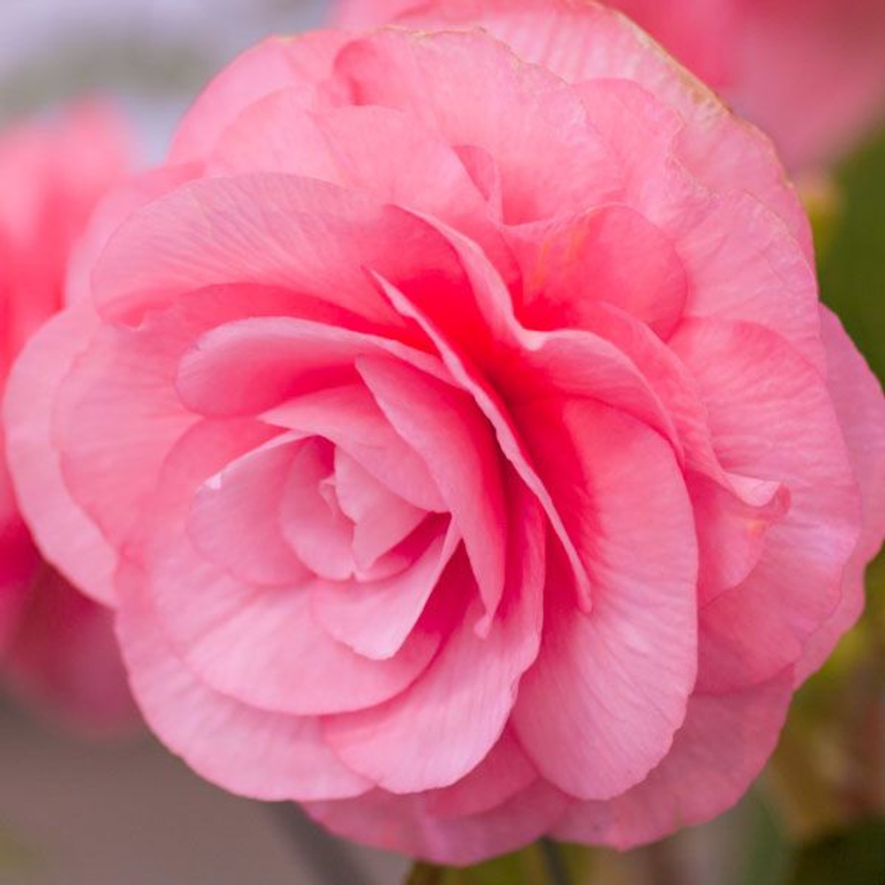 Бегония Махровая розовая (3 шт) Волжский Сад