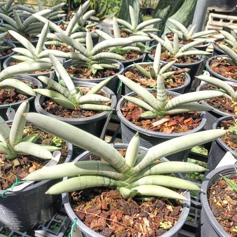 Сансевиерия BONCEL PLATINUM