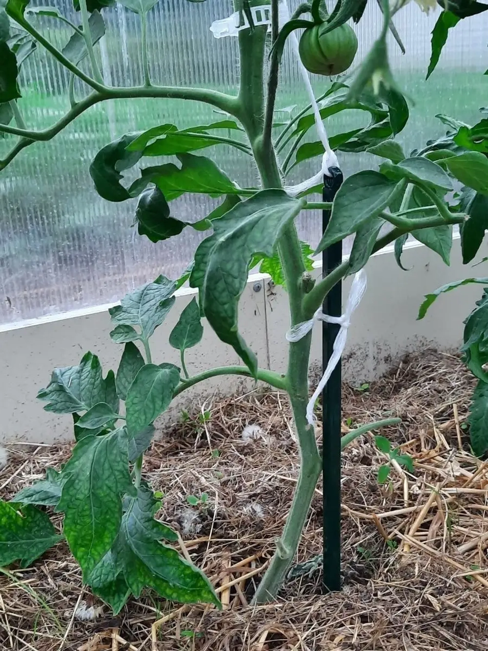 Колышки опора кустодержатель ограждение