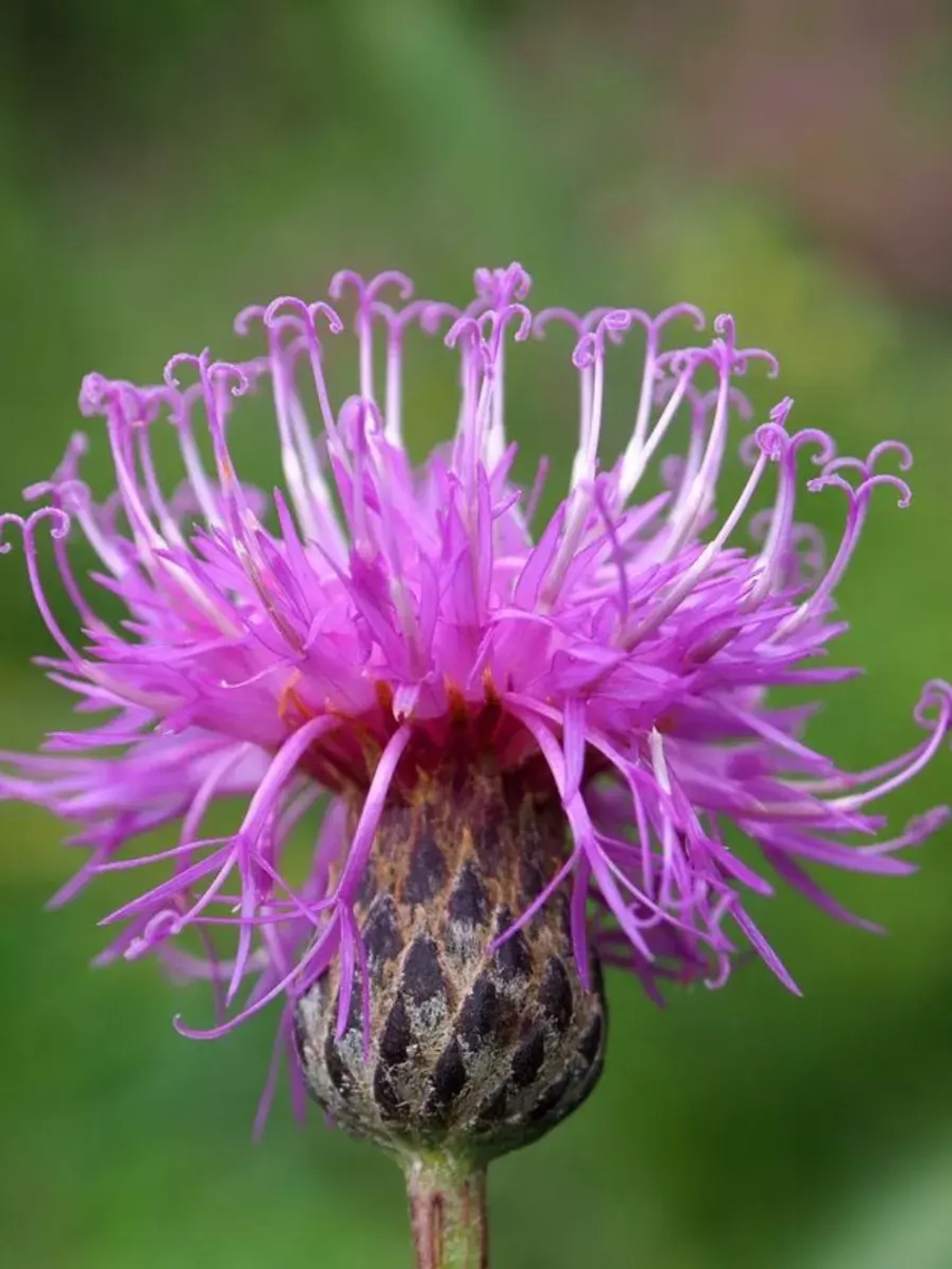Семена Серпуха венценосная (Serratula coronata) 1гр