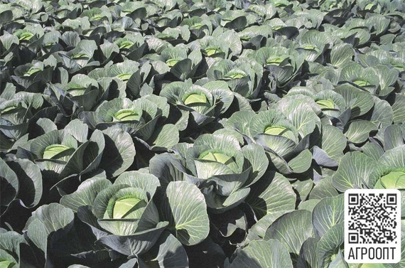 Каунтер F1 семена капусты белокочанной (Bejo  Бейо) урожай в поле – фото 2