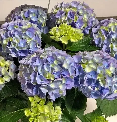 №19 Укорененный черенок Гортензия крупнолистовая ХАЙ РИВЕ (Hydrangea macrophylla 