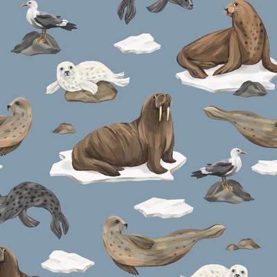 Тюлени, моржи и морские котики (голубой)