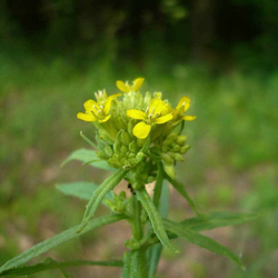 Желтушник серый (трава) 500гр.