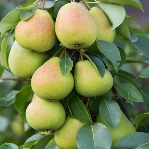 Груша Чижовская (Позднелетняя)