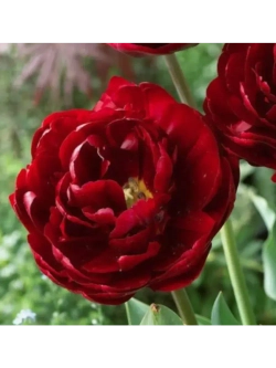 Тюльпаны Uncle Tom 4 шт, набор луковиц