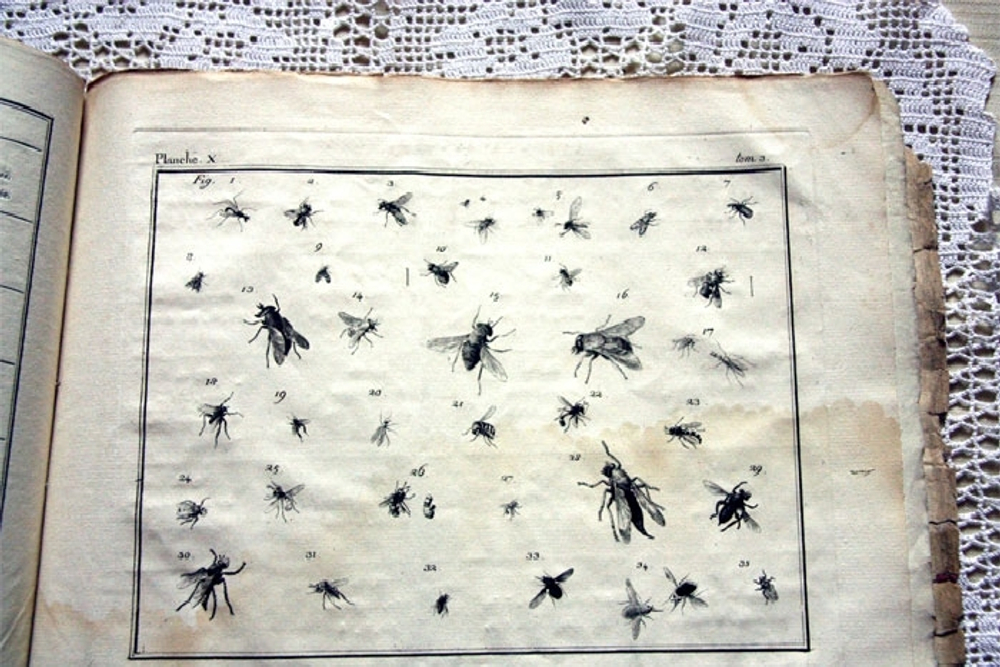 "Nomenclator Iconum Entomologia Linnean: Courante et Augmente Car". De Villers (Де Виллер).