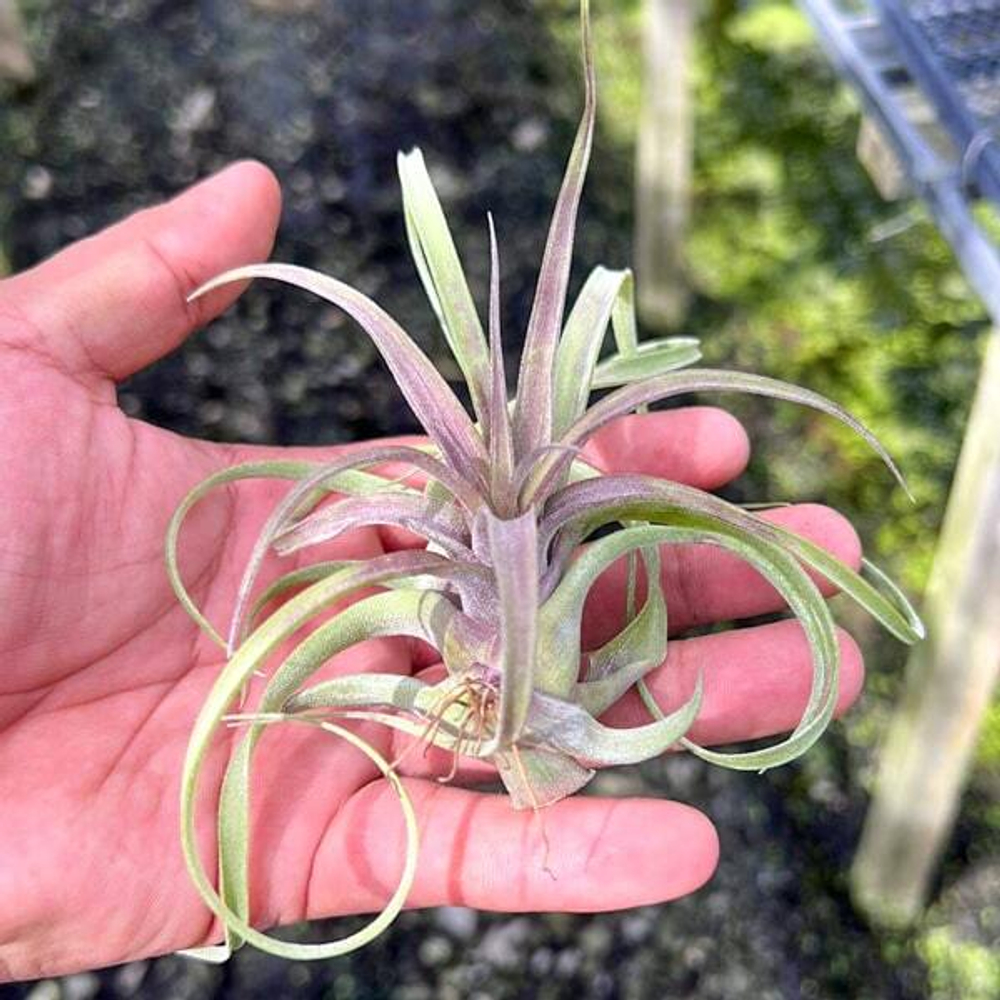 Тилландсия streptophylla x novakii