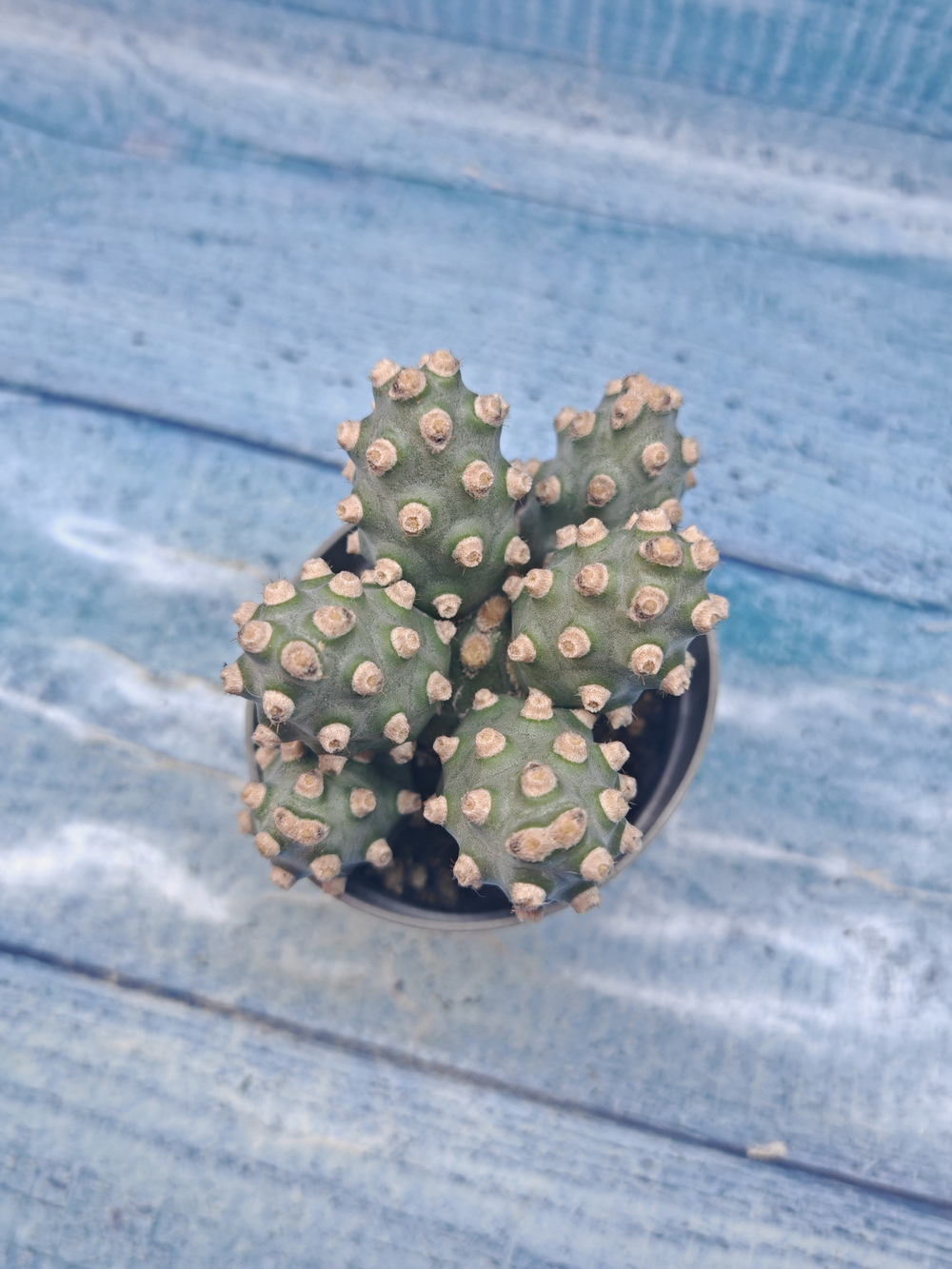 Tephrocactus Molinensis (Тефрокактус)