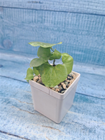 Dioscorea Elephantipes (Диоскорея)