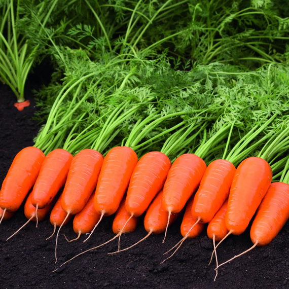 КАСПИЙ F1 семена моркови Bejo купить – фото 4