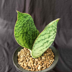 Сансевиерия HU CHANG