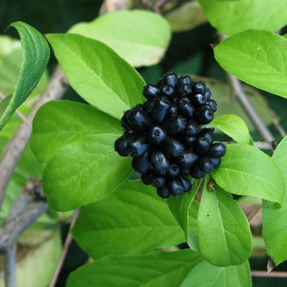 Элеутерококк (корень) 500гр