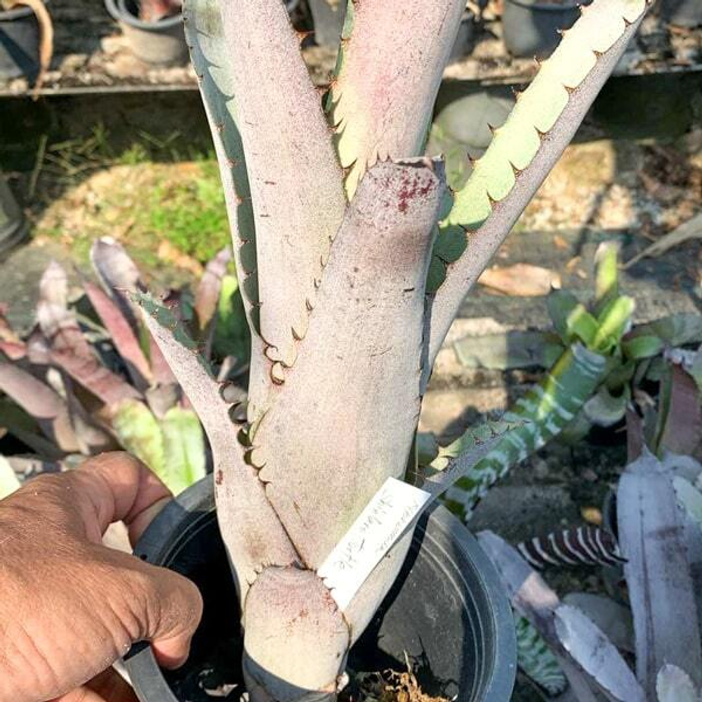 Хохенмея SHINTARO TURTLE