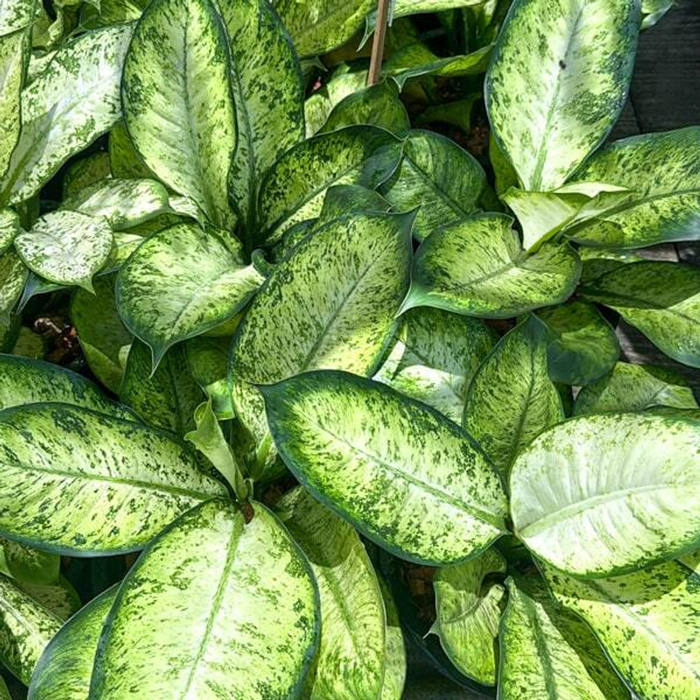 Диффенбахия KRATHUNG PHONCHAI