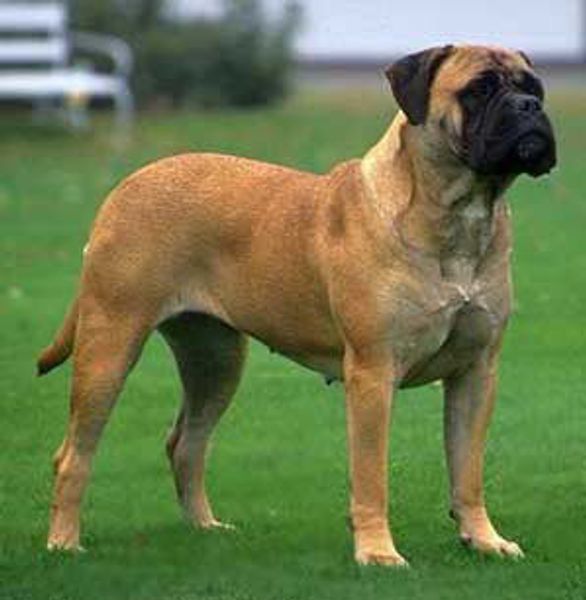 Бульмастиф