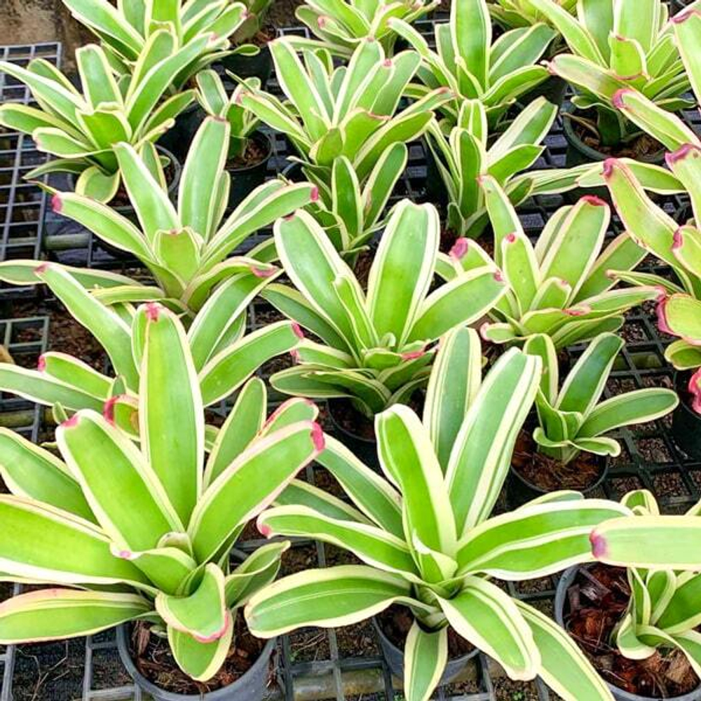 Неорегелия 9N X SNOWDEN