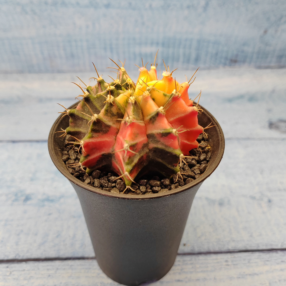 Gymnocalycium Variegata (Гимнокалициум Вариегатный)