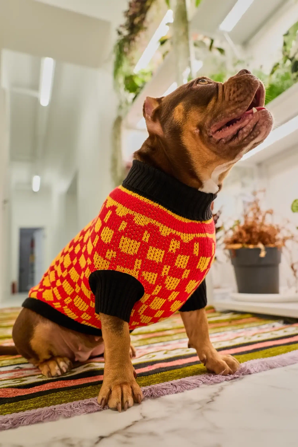 Для собачки