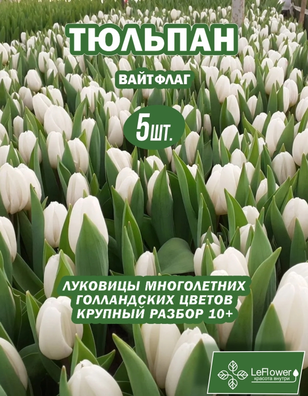 Тюльпан Луковица, Вайт Флаг, 5шт крупные