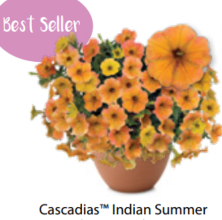 ЕВРО Петуния Cascadias Indian Summer ОКС укорененные черенки