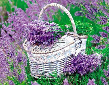 Календарь Трио 295*720мм на 2026г. Лаванда