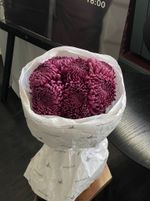 Моно из одноголовой хризантемы сливового оттенка 7шт
