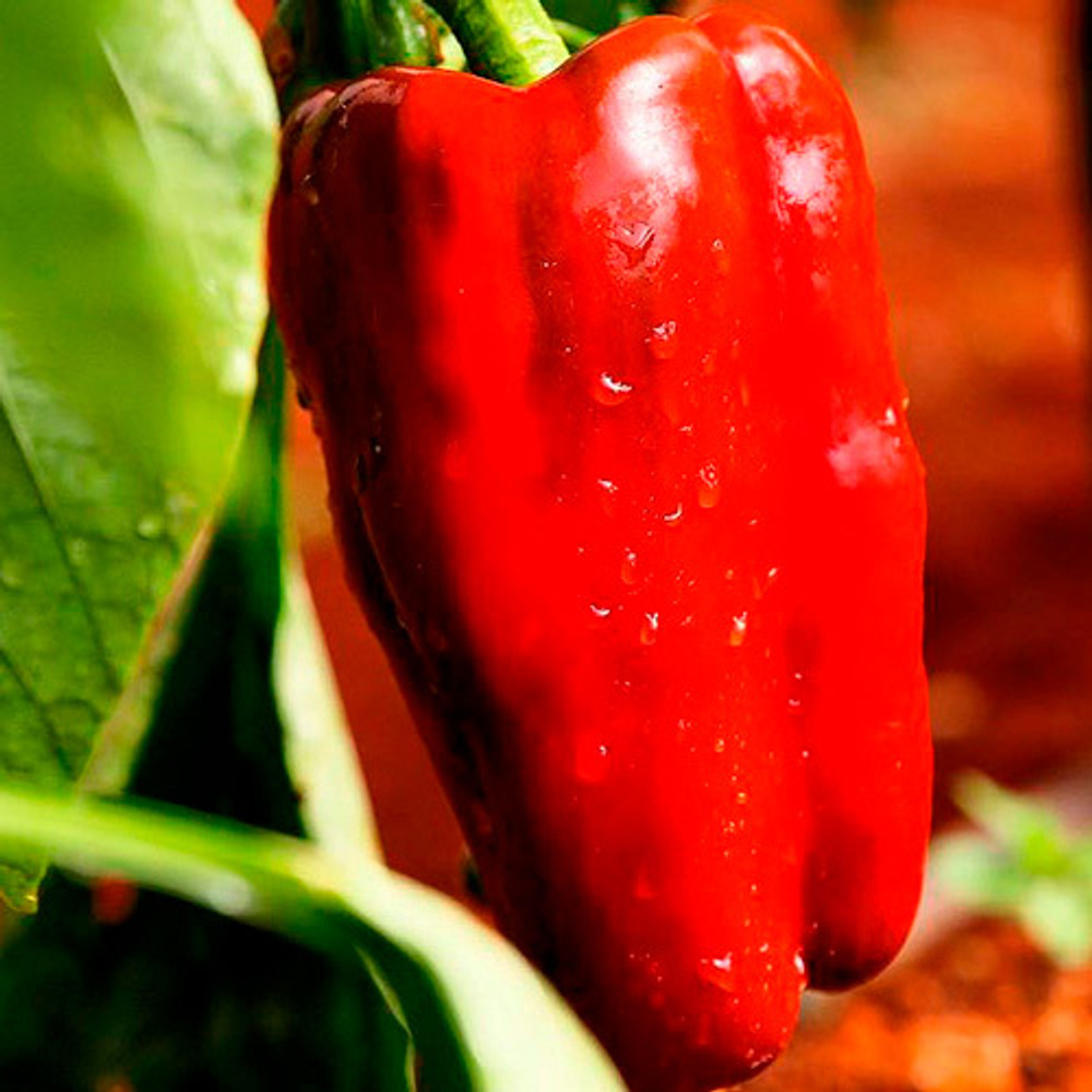Перец сладкий Помпео F1