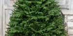 Ель искусственная «Флоренция» (Литая хвоя) 210 см / 2.1 м