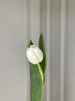 Тюльпан белый