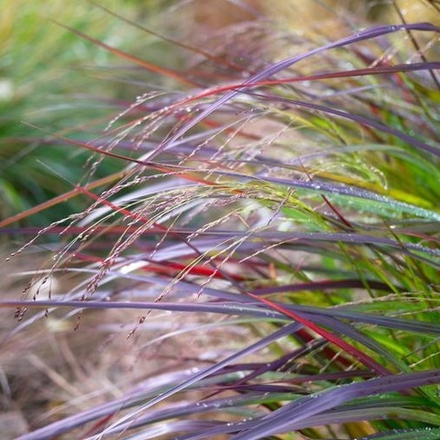 Просо прутьевидное "Squaw". Panicum virgatum "Squaw".